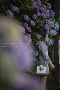 ［６］紫陽花の名所、飛鳥山公園で紫陽花に囲まれてみた