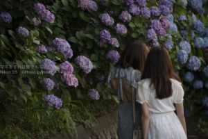 ［６］アジサイの花と記念写真！！