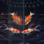 【東京の水族館】アクアパーク品川の金魚花火