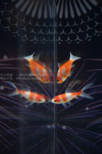 【東京の水族館】アクアパーク品川の金魚花火