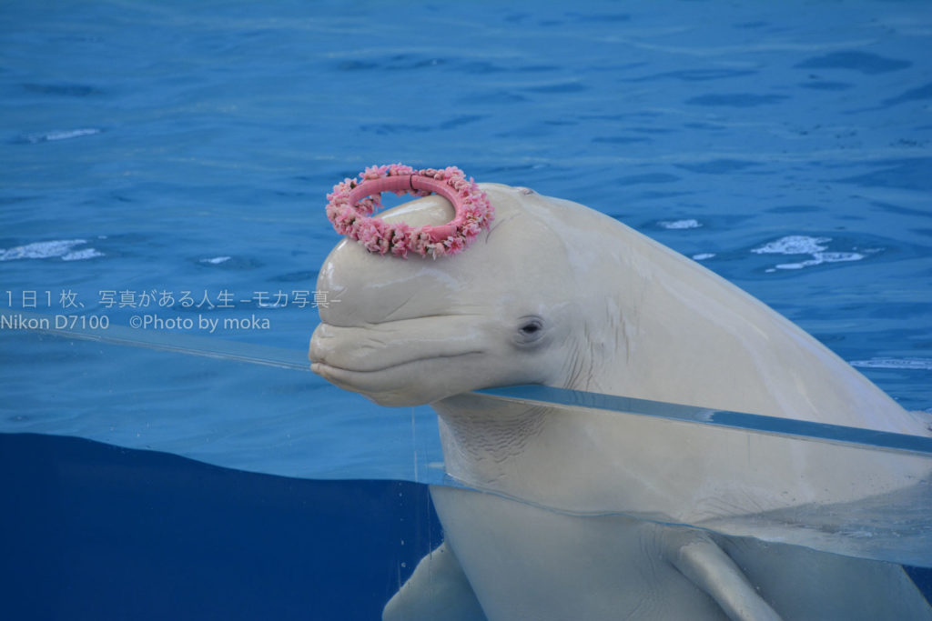 【夏休みを満喫】八景島シーパラダイスでイルカショーを楽しもう