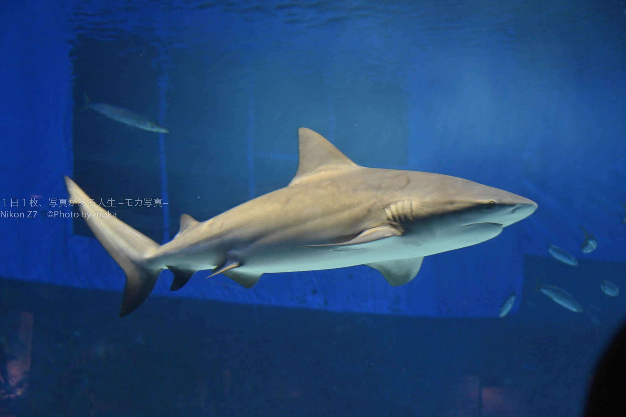 沖縄の水族館で、サメを存分に楽しもう！！
