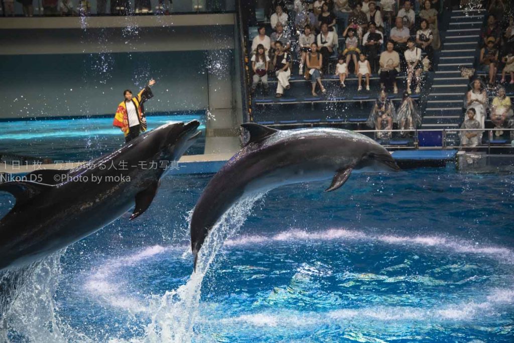 【アクアパーク品川のイルカショー】ジャンプするイルカの写真を撮ろう