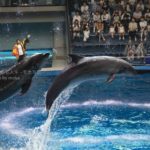 【アクアパーク品川のイルカショー】ジャンプするイルカの写真を撮ろう