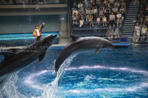 【アクアパーク品川のイルカショー】ジャンプするイルカの写真を撮ろう