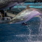 【水族館写真】イルカショーのイルカの動きを移し止めろ!!