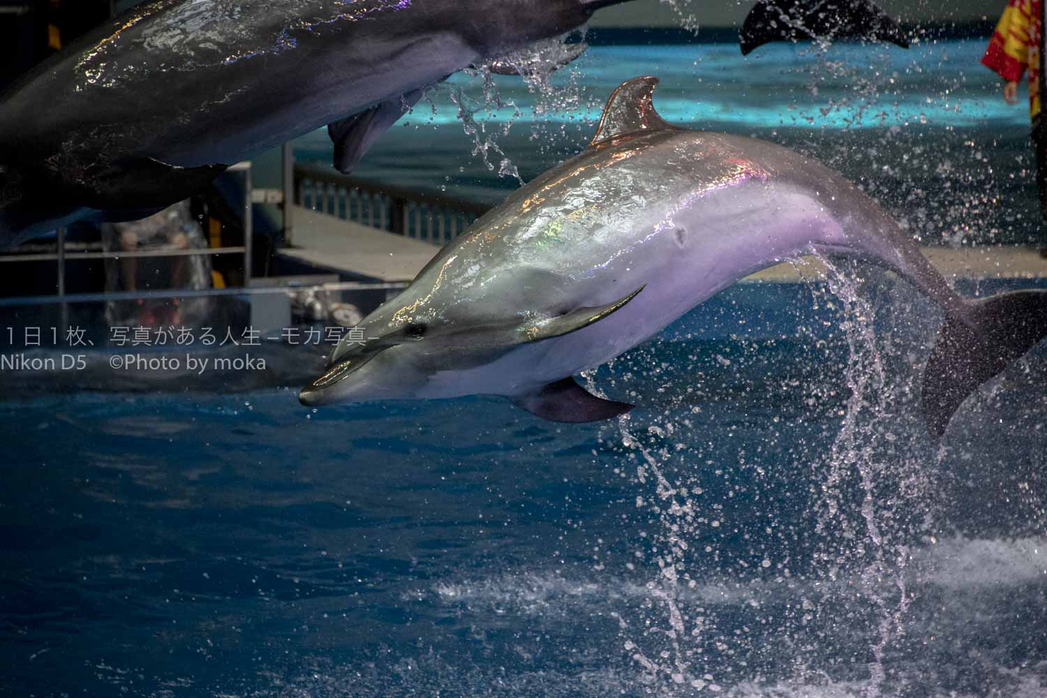 【水族館写真】イルカショーのイルカの動きを移し止めろ！！
