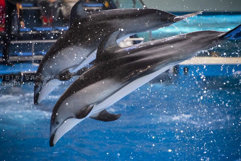 【品川デートにオススメ】maxellアクアパーク品川のイルカショー