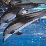 【品川デートにオススメ】maxellアクアパーク品川のイルカショー