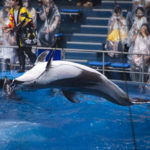 【アクアパーク品川の名物】ずぶ濡れになってイルカショーを見よう