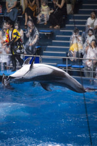 【アクアパーク品川の名物】ずぶ濡れになってイルカショーを見よう