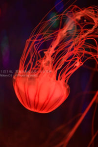 【有効F値】ニコンのマイクロレンズの F 値が開放にならない理由