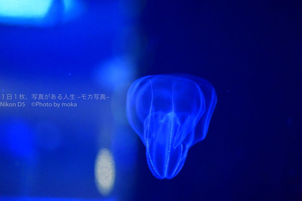 【幻想的なクラゲが見たい】品川の人気水族館でクラゲ鑑賞