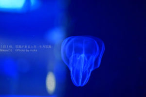 【幻想的なクラゲが見たい】品川の人気水族館でクラゲ鑑賞