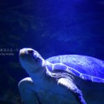 【水族館写真】水族館の写真をかっこ良く撮る4つの設定