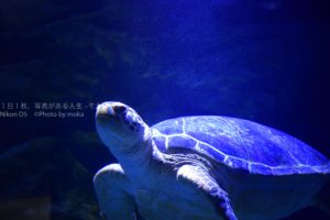 【水族館写真】水族館の写真をかっこ良く撮る４つの設定