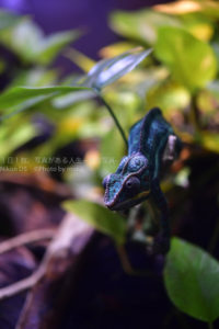 【水族館で見れる仲間たち】東京の水族館を満喫しよう!!