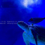 【水族館写真】水族館で写真を撮る時は「光」を意識してみよう