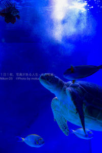 【水族館写真】水族館で写真を撮る時は「光」を意識してみよう