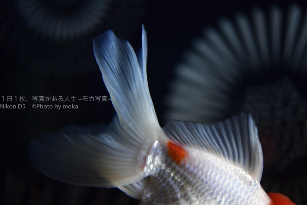 夏休みの水族館で写真を撮ろう！！【東京 アクアパーク品川】