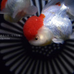【東京水族館】アクアパーク品川で金魚を美しく写真に撮ろう