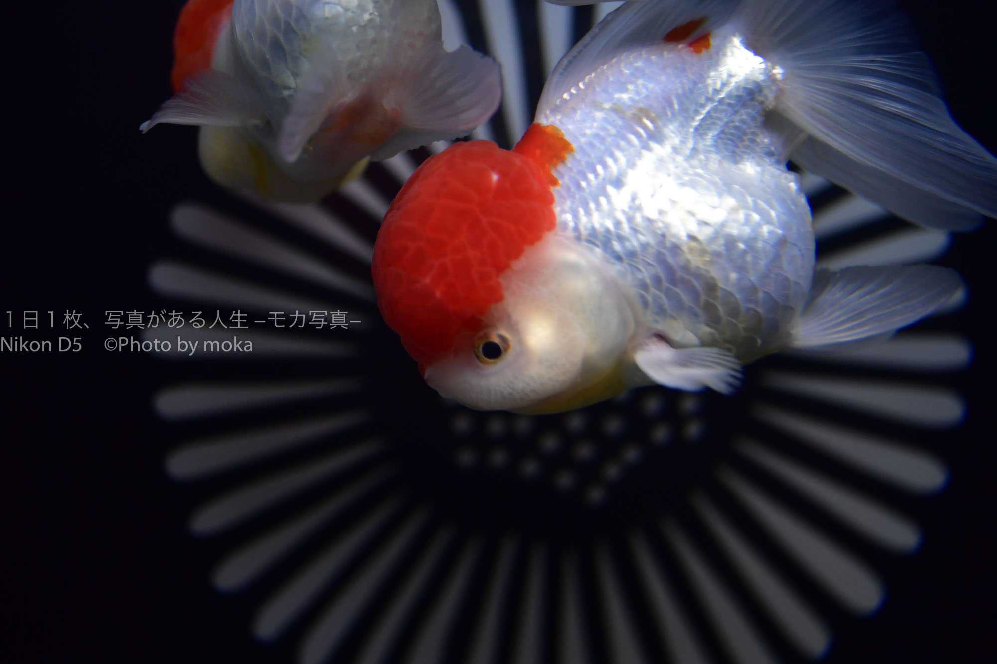 【東京水族館】アクアパーク品川で金魚を美しく写真に撮ろう