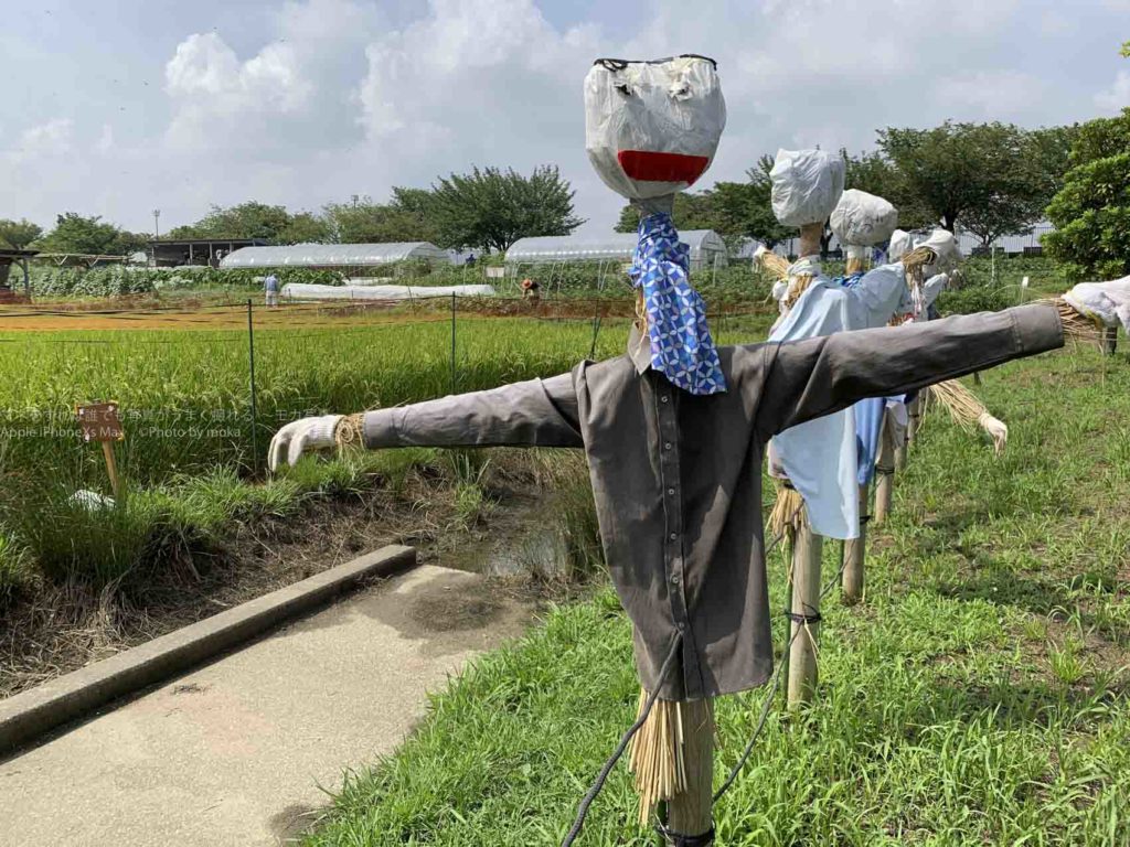 【iPhoneカメラの３つの魅力】iPhoneのカメラを使いこなせ