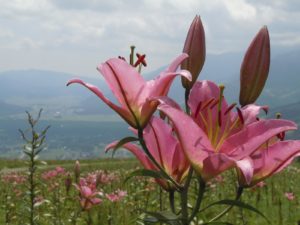 【白馬岩岳マウンテンリゾート】まるで天国のような絶景が広がる