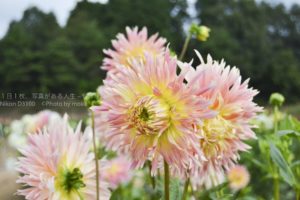 【広島観光におすすめ】世羅高原のダリアとガーデンマム祭り