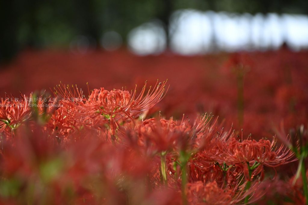 【巾着田曼珠沙華祭り】2019年、圧倒的に美しい曼珠沙華の世界へ