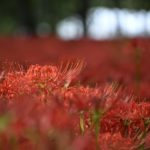 【巾着田曼珠沙華祭り】2019年、圧倒的に美しい曼珠沙華の世界へ