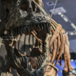 【大人気の恐竜が目の前】国立科学博物館で開催中の恐竜博!!