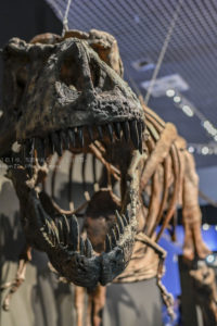 【大人気の恐竜が目の前】国立科学博物館で開催中の恐竜博！！