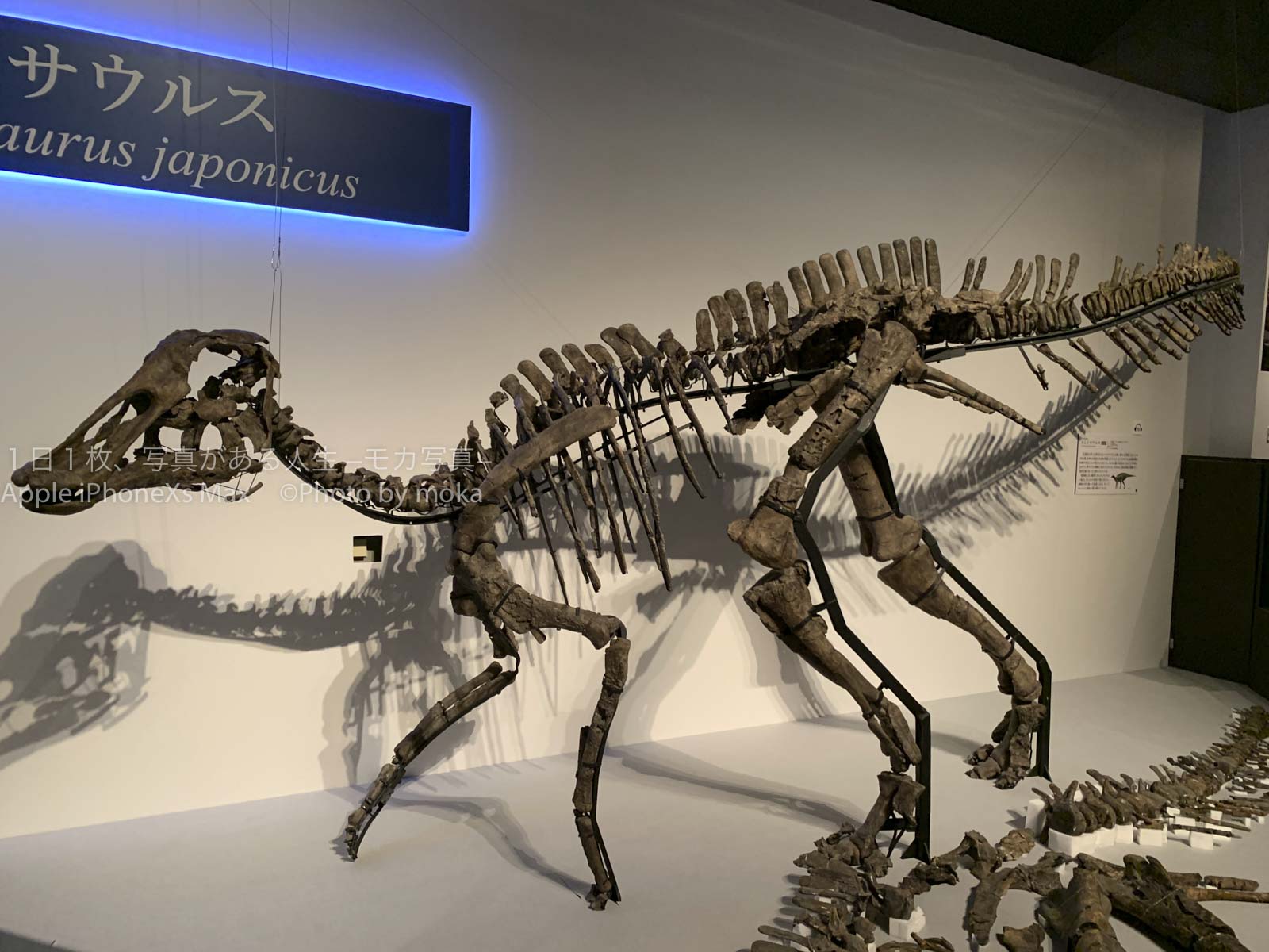 【新種の恐竜むかわ竜】北海道で発見された恐竜が新種と正式に認定