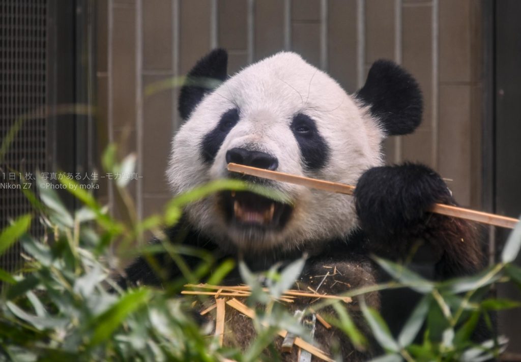 【上野のパンダの親子】シャンシャン、シンシン、リーリー