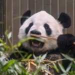 【上野のパンダの親子】シャンシャン、シンシン、リーリー
