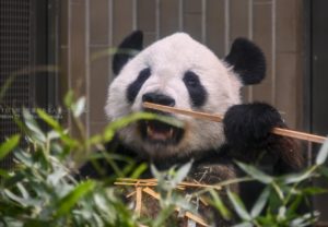 【上野のパンダの親子】シャンシャン、シンシン、リーリー