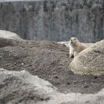【江戸川区の動物園】自然動物園で出会ったプレーリードッグ
