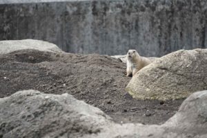 【江戸川区の動物園】自然動物園で出会ったプレーリードッグ