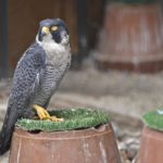 【動物園ではやぶさとの出会い】珍しい・・ハヤブサのお昼寝zzz