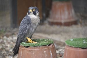 【動物園ではやぶさとの出会い】珍しい・・ハヤブサのお昼寝zzz