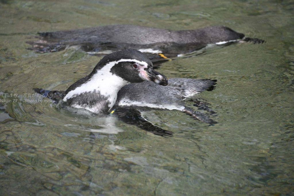 【江戸川の動物園】家族で楽しめる江戸川の自然動物園