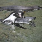 【江戸川の動物園】家族で楽しめる江戸川の自然動物園