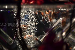 【アートアクアリウム２０１９】日本橋で開催の金魚の祭典