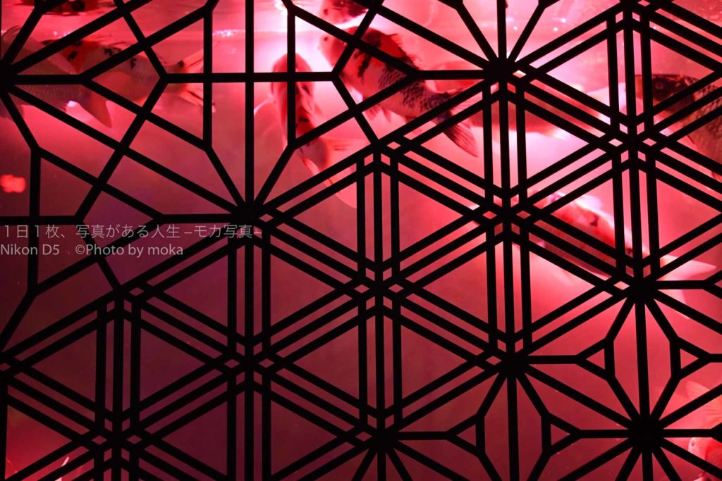 【アートアクアリウムの世界】金魚とシルエット