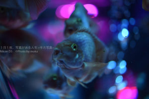 崖の上のポニョに出てくる魚みたい！？