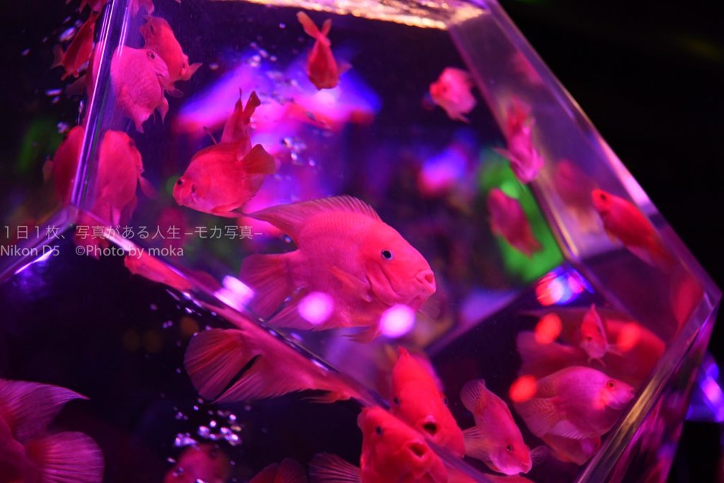 【過去最高！！】日本橋 アートアクアリウム 2019 ～江戸・金魚の涼～