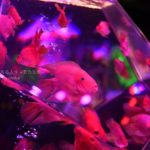 【過去最高!!】日本橋 アートアクアリウム 2019 ~江戸・金魚の涼~