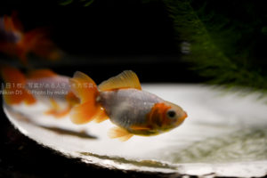 美しい金魚鉢を泳ぐ金魚と水草