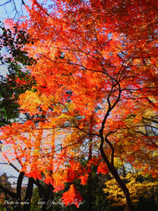 新宿の紅葉を「HDR」加工で演出！！